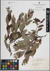 Foto von Salix lapponum L.